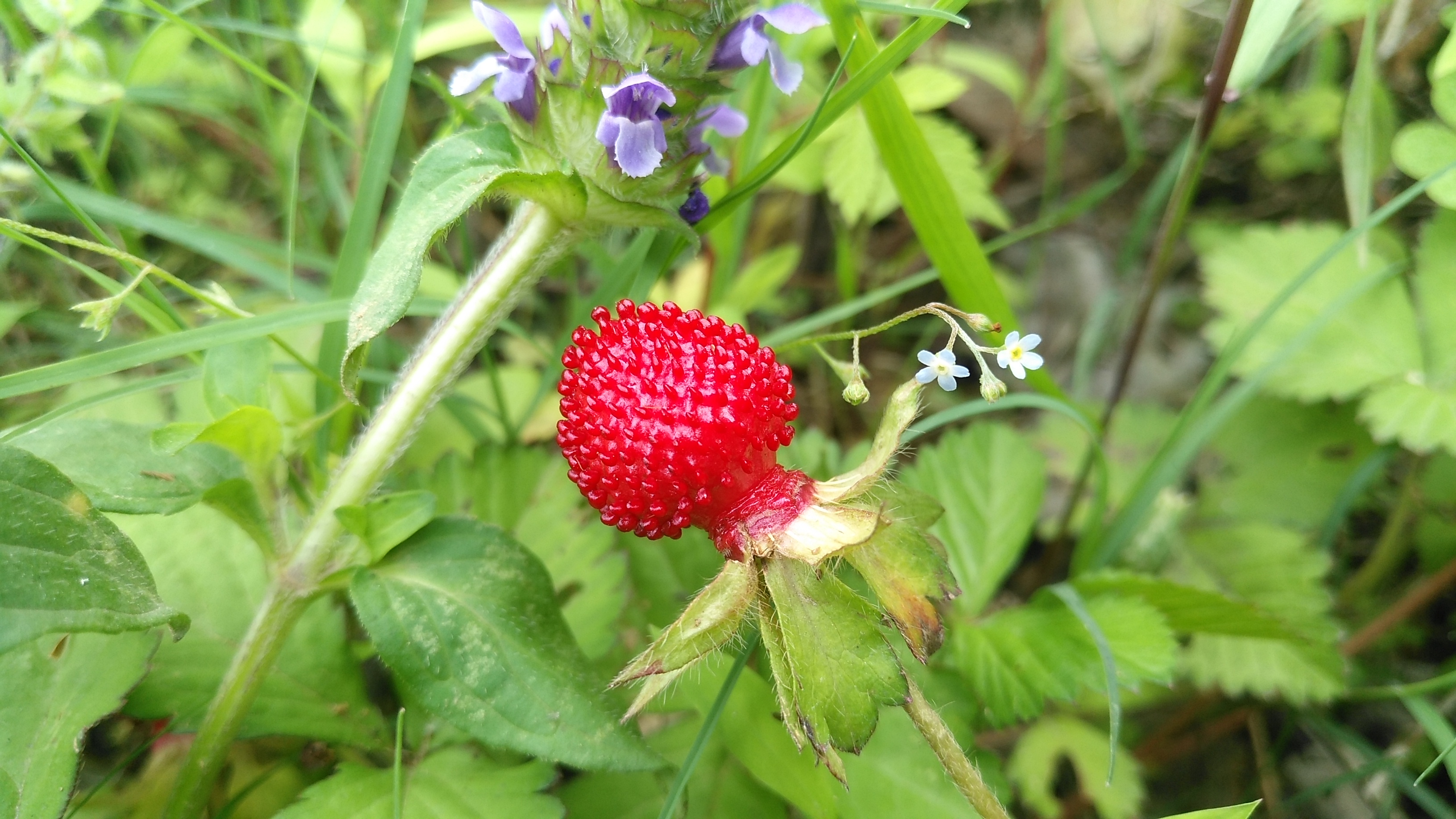 长得像草莓植物——蛇莓,在有的地方,它又叫蛇泡,龙吐珠,三爪风,鼻血