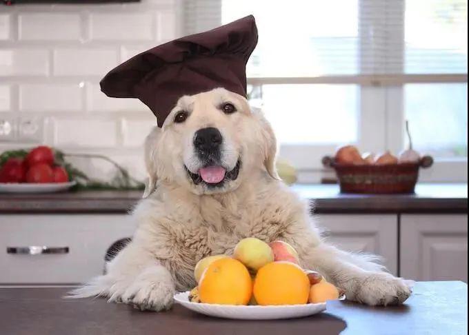oranges best friend发现了检测犬和柑橘类水果种植的关联,得出了"狗