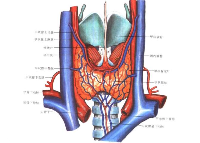 人体七个主要内分泌腺图片