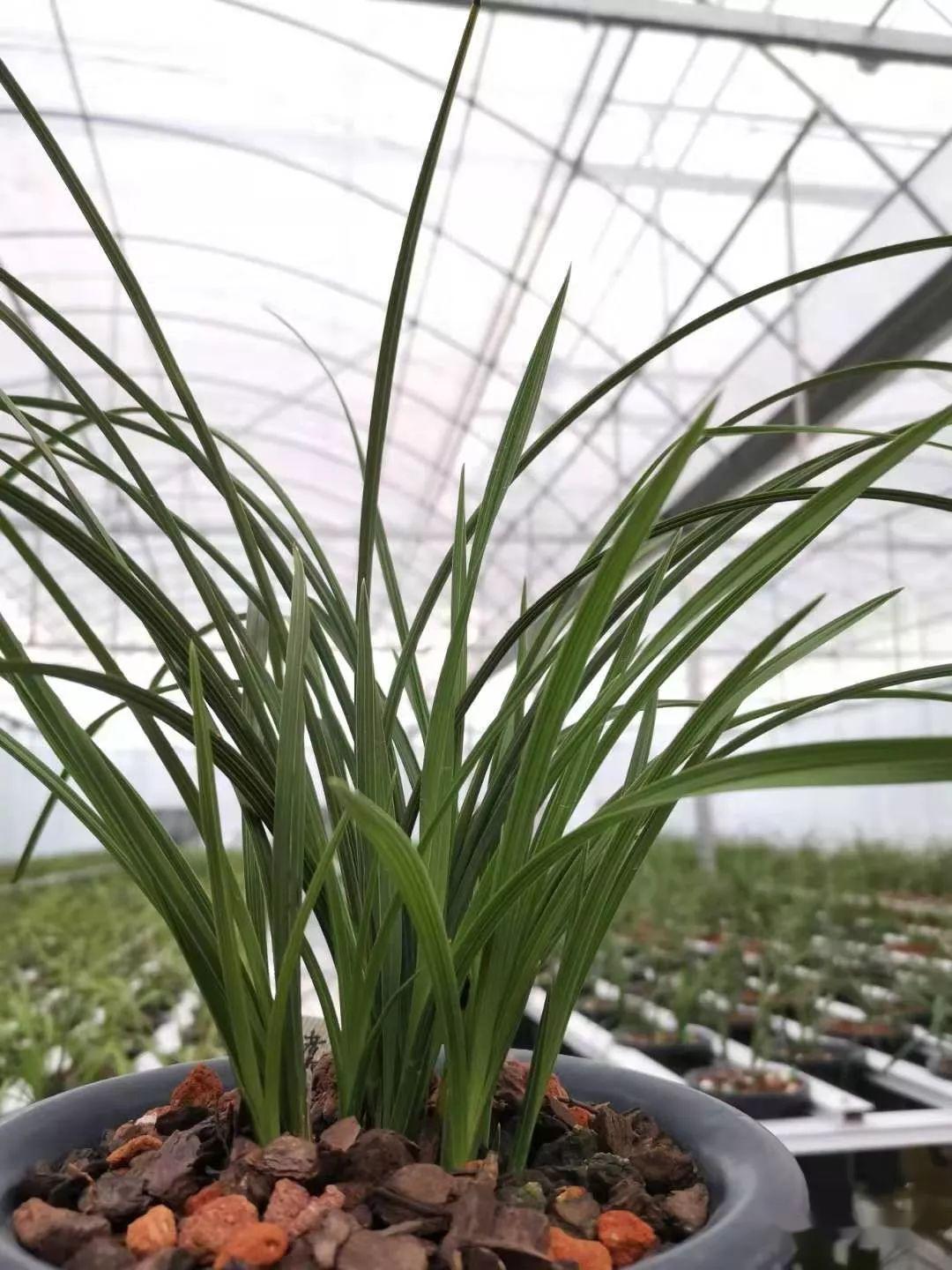 572悟在艺兰上的作用