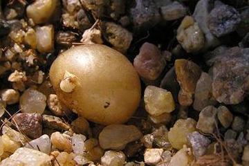 君子兰种子的种法