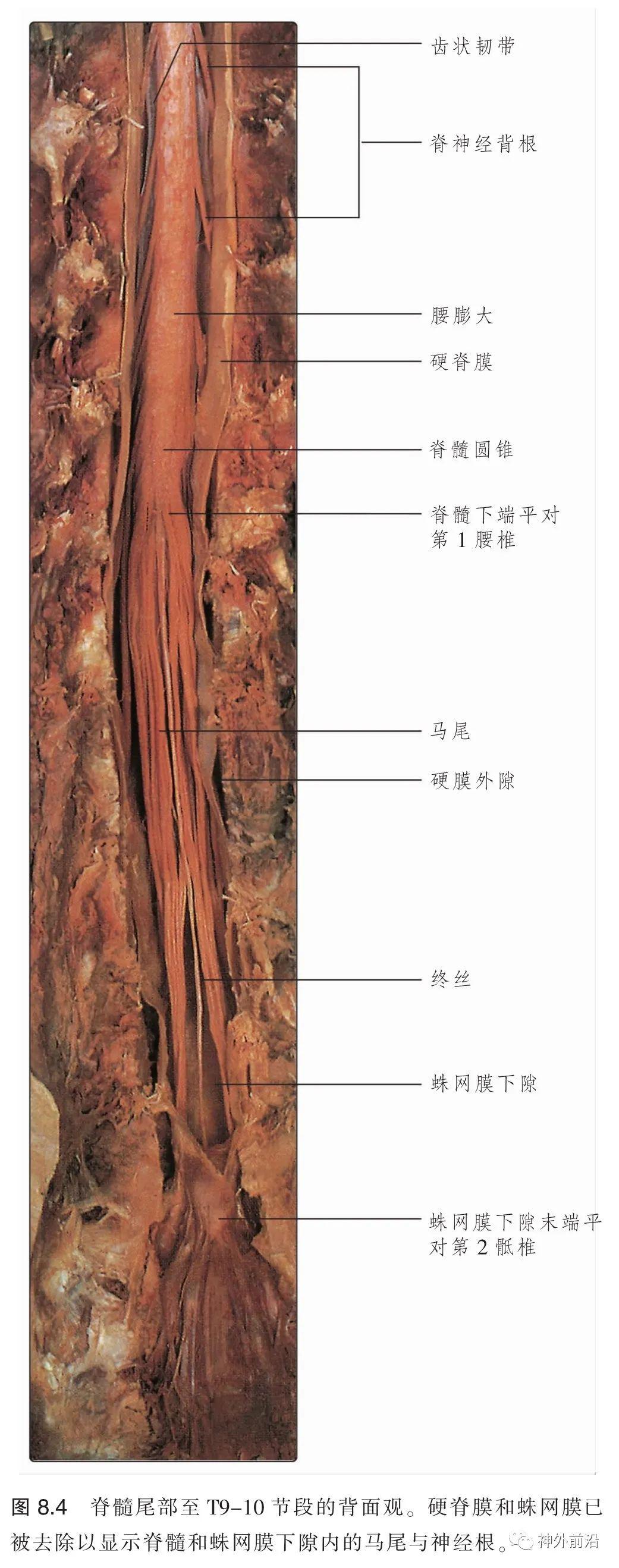 解剖脊髓的外形局部解剖脊神经脊髓的被膜