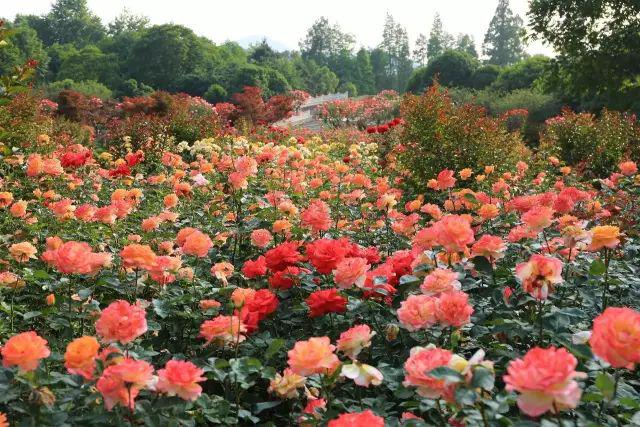 花海景觀花中皇后太美了杭州花圃月季花海春風中起舞