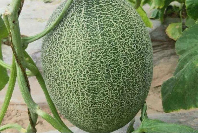 我们请来了哈密瓜中的劳斯莱斯——西州蜜果肉饱满,肉质细腻松脆爽口