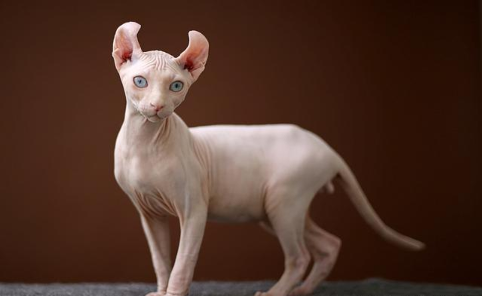 据说只有土豪养的起的猫,多少猫奴一生都想要一只,无奈钱包紧张