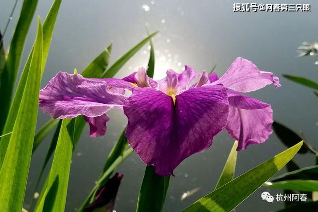 金盏花水塔花花烛绣球花石竹叶子花鼠尾草碧冬茄三色堇牡丹殊绝委春风