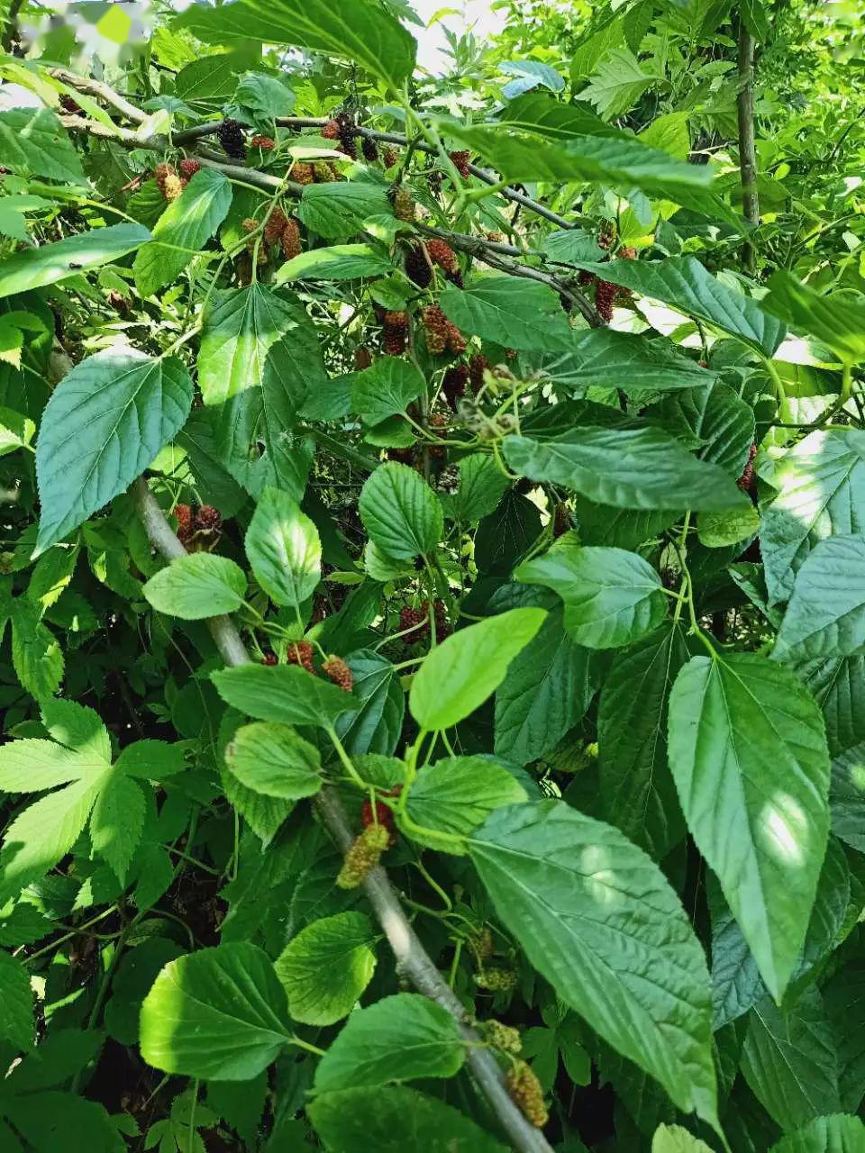 如今成了采摘的乐趣那时候的农活就有采桑叶喂蚕以为自己得了"绝症"小