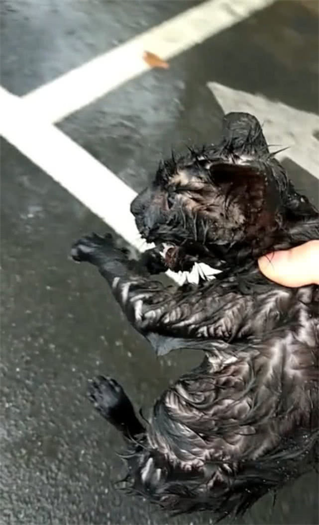 原创流浪小猫全身湿透缩在地上瑟瑟发抖女子心疼抱着就往家走
