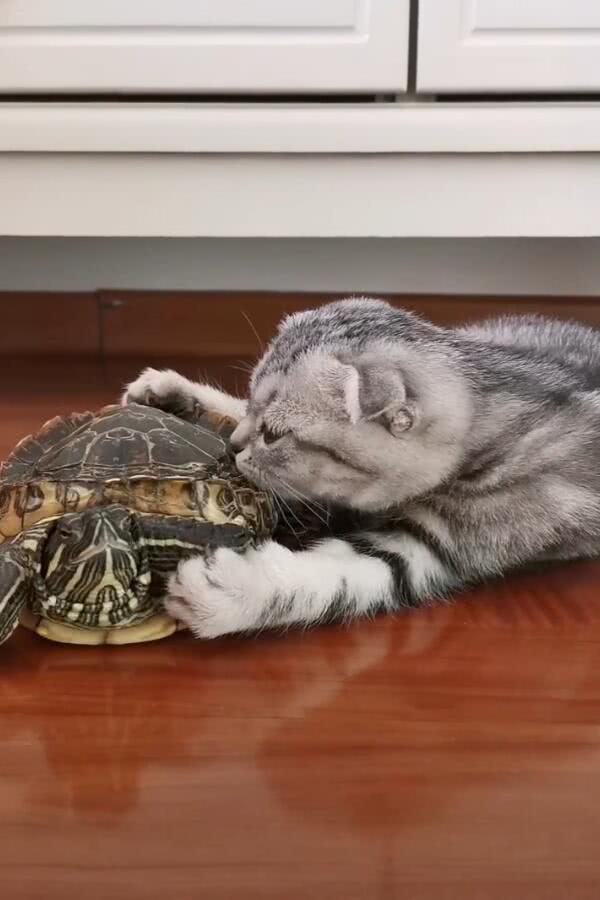 猫咪抓住乌龟要啃腿,乌龟收缩后发抖,提心吊胆的龟:凉了