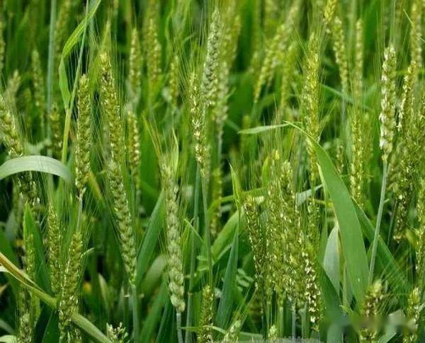 安静的夜晚,你坐在窗下剪裁着月光(3首)_麦子