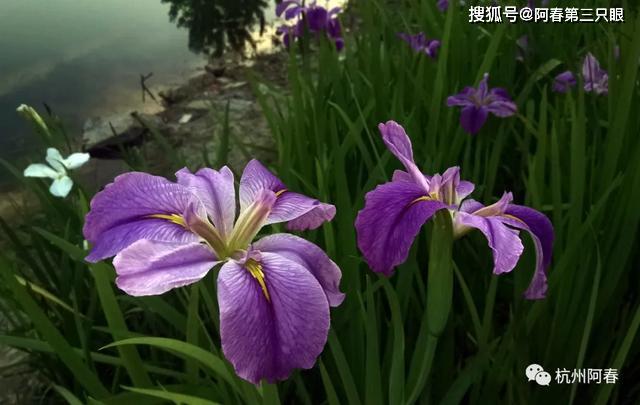 金盏花水塔花花烛绣球花石竹叶子花鼠尾草碧冬茄三色堇牡丹殊绝委春风