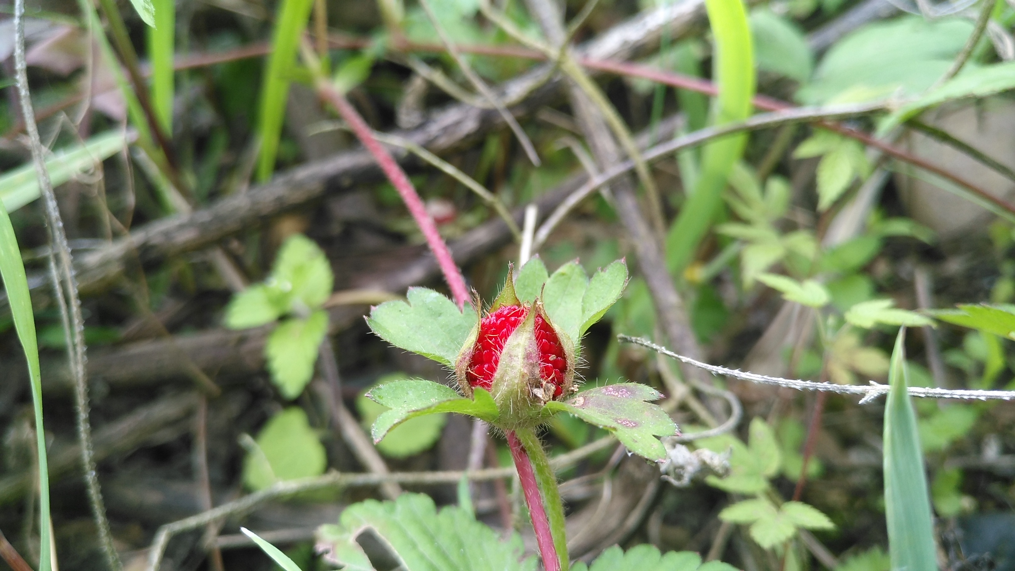 农村常见的野草莓,蛇给它吐口水,果子不好吃却很好看