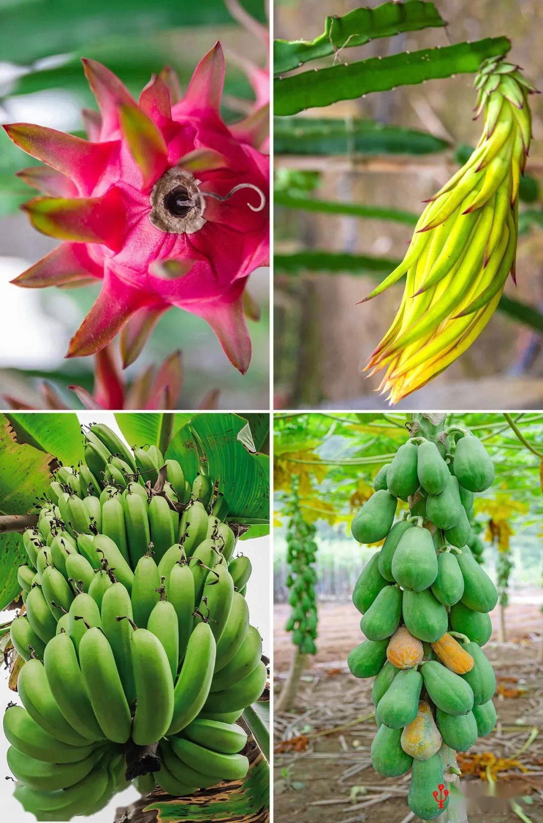 《龙州》十首 · 其二明·林弼"山蕉木柰野葡萄,佛指香圆人面桃