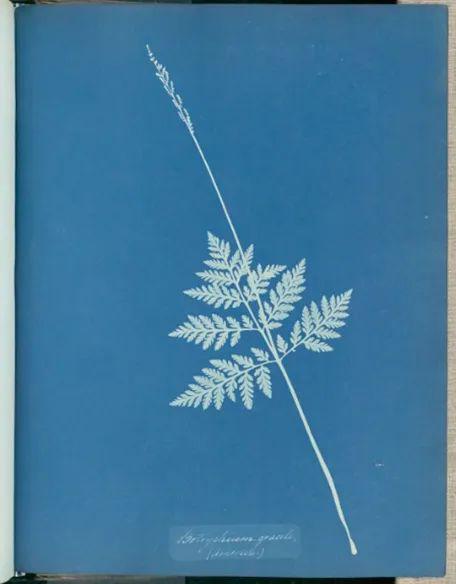 而最早使用蓝晒法来制作图像的人是英国植物学家兼插画家 anna atkins