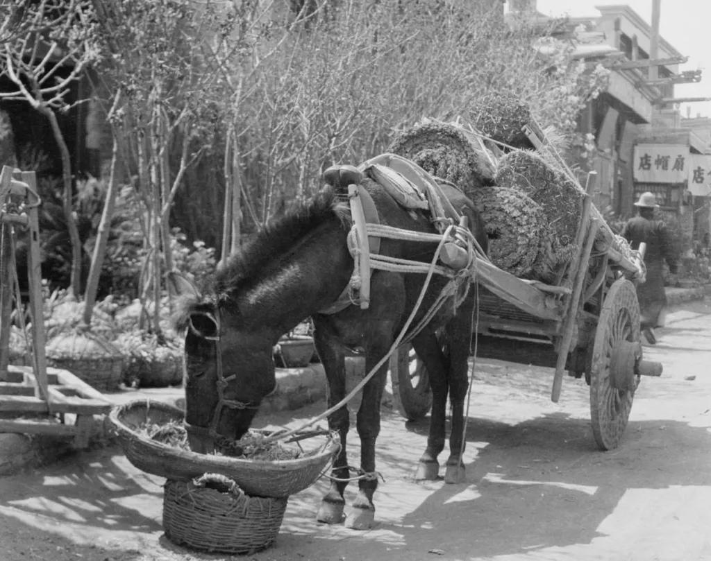 老照片清朝的老爷们到底有多懒真实轿夫瘦得像猴实在辛苦