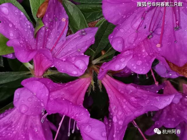 雨中花儿更娇艳石竹雏菊牛舌草金盏花水塔花花烛绣球花石竹叶子花鼠尾