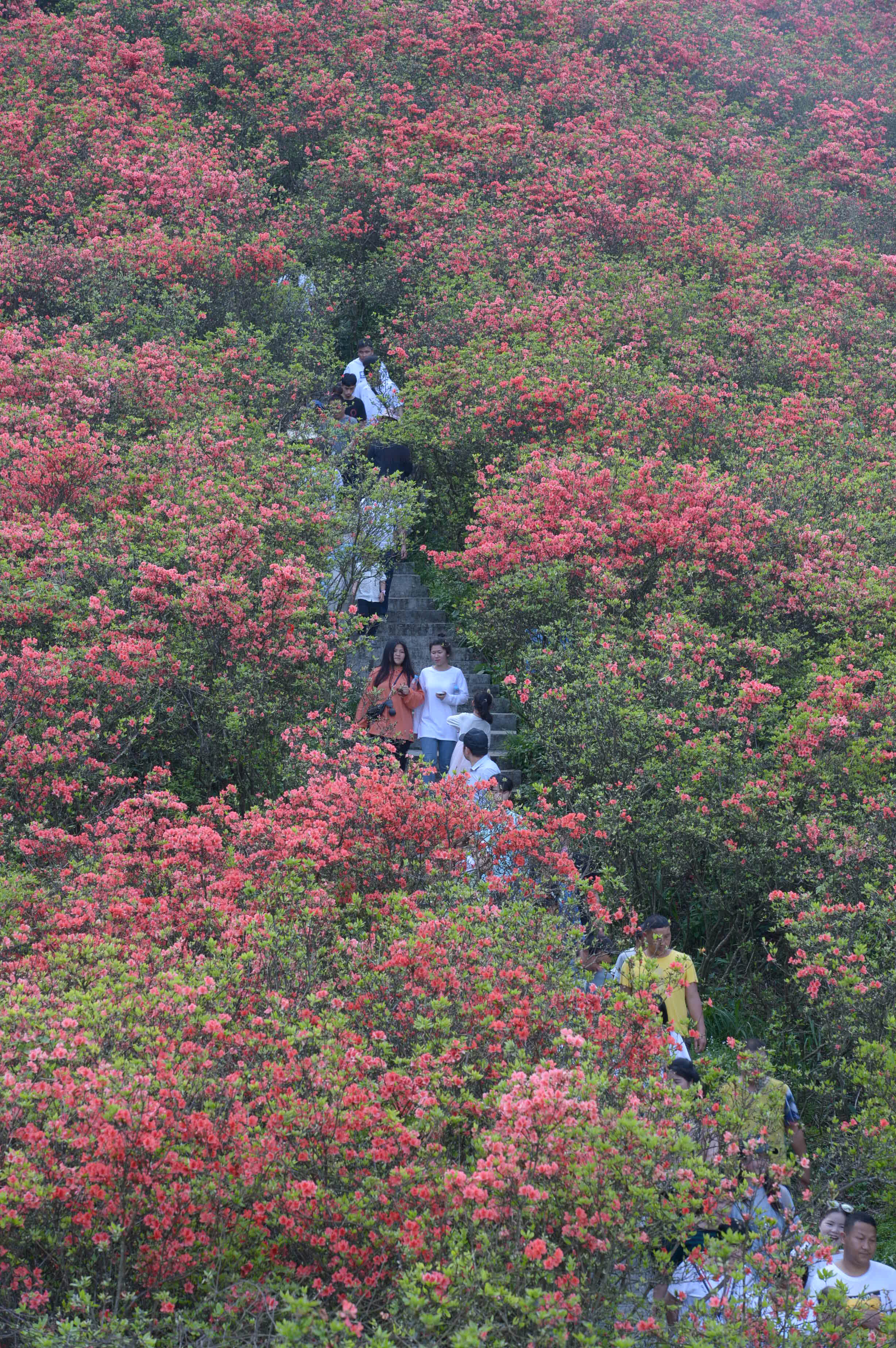 贵州丹寨杜鹃花开漫山红