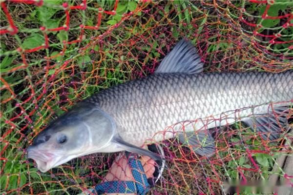 手竿釣青魚的調漂要領,大青魚難遇上,調漂方法更要正確!