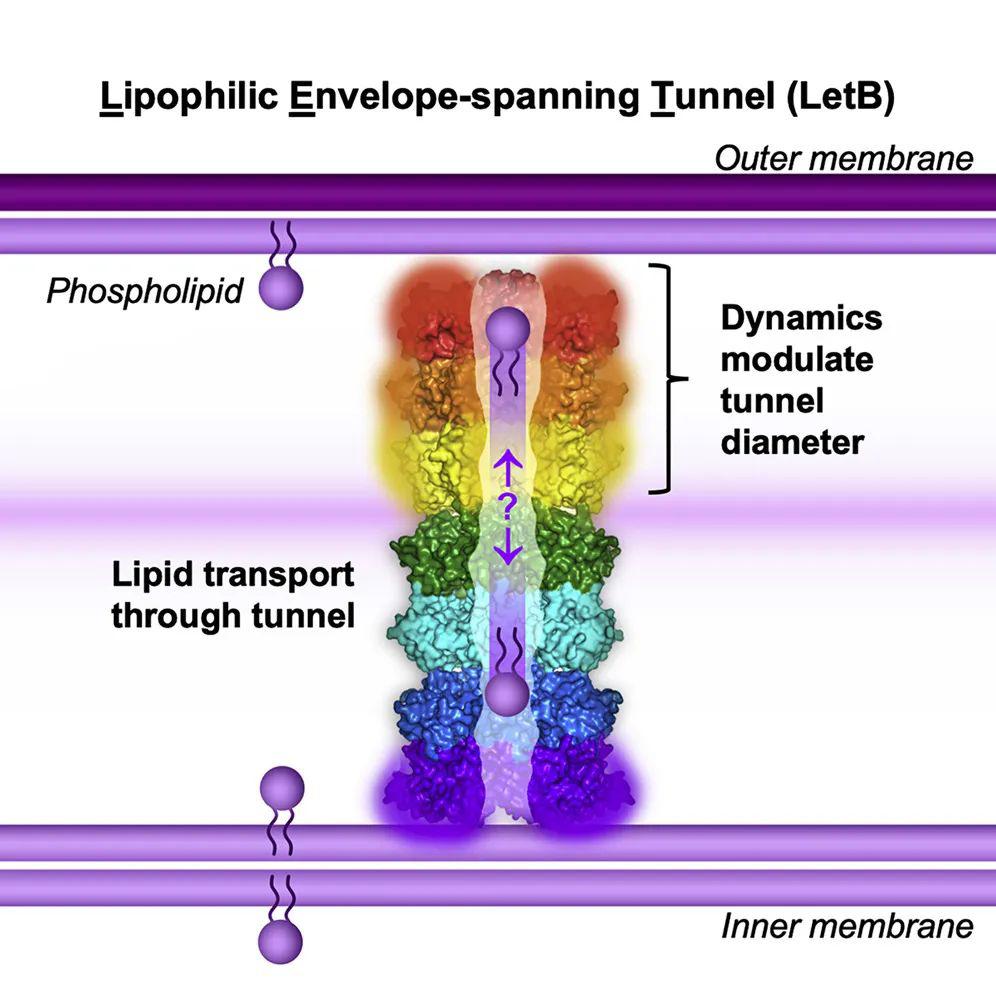 cell | letb結構揭示跨細菌包膜的脂質運輸通道_ekiert