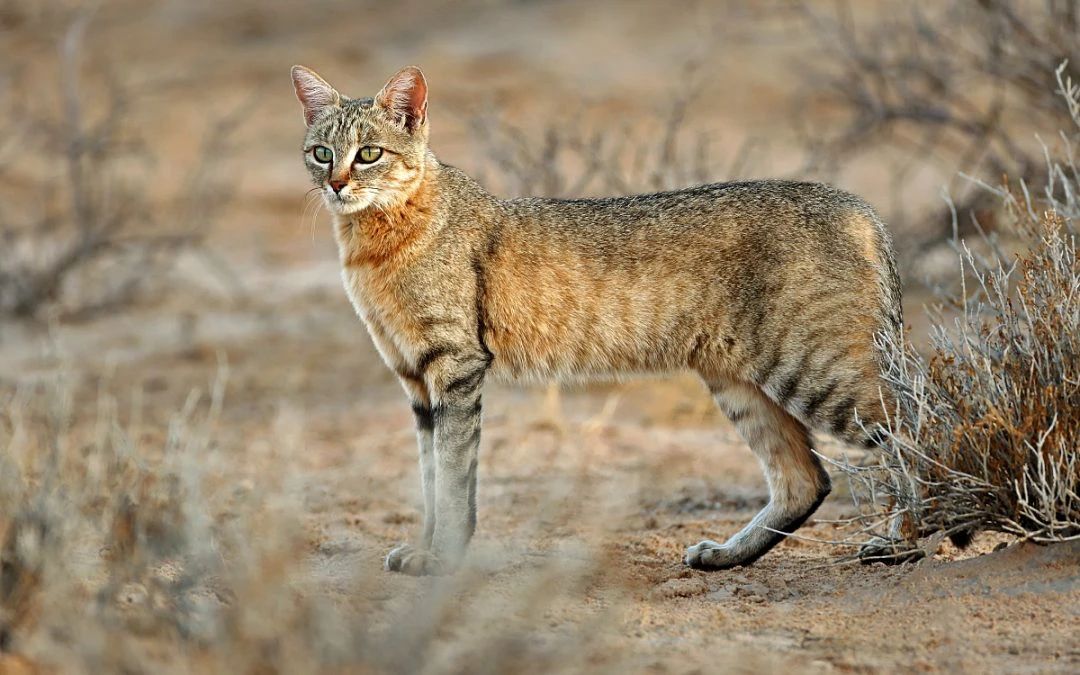 图:非洲野猫,家猫的祖先,属于猫科猫属野猫种接着,由非洲野猫驯化而来