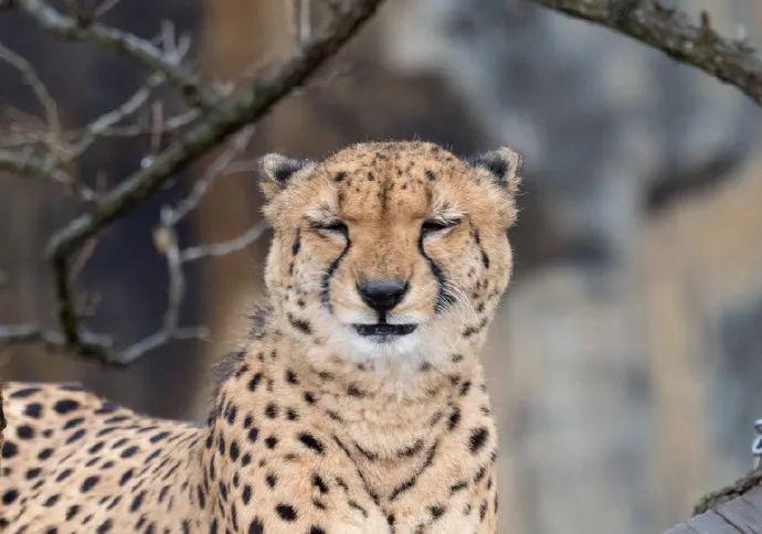 快看猎豹笑起来的亚子还挺像个憨憨