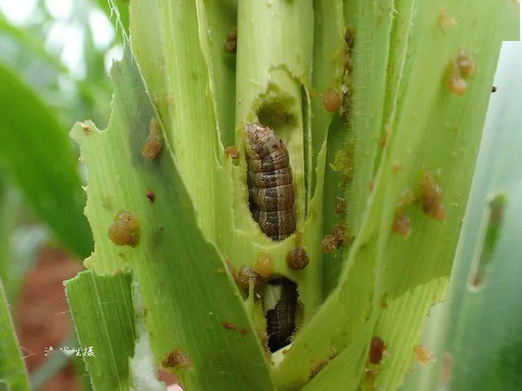 80张高清图片教您识别草地贪夜蛾_幼虫