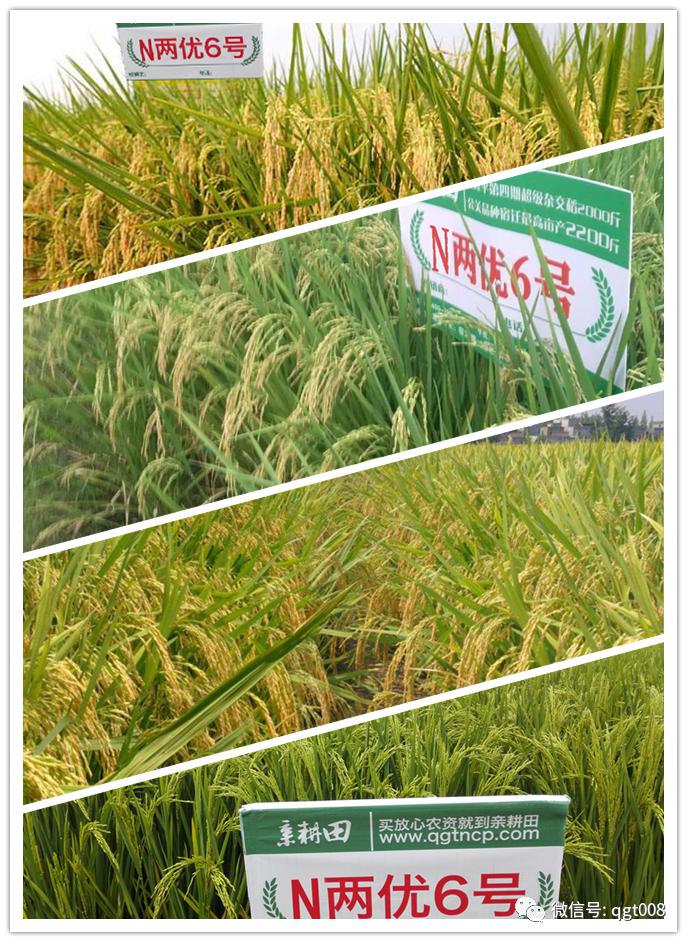 亲耕田稻种推荐——n两优6号