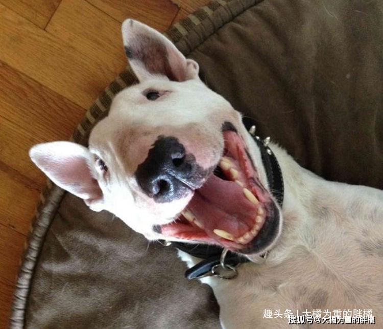 原创咋样啊我这眼线画得还好吧10张狗狗有趣自拍照让你笑不停