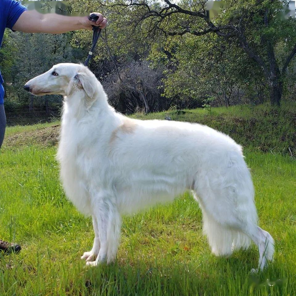 苏俄猎狼犬纯白图片