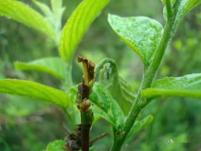 预防肺癌的中草药茶叶（预防肺癌的中草药茶叶有哪些） 防备
肺癌的中草药茶叶（防备
肺癌的中草药茶叶有哪些）《预防肺癌的中药代茶饮有哪些》 茶叶资讯