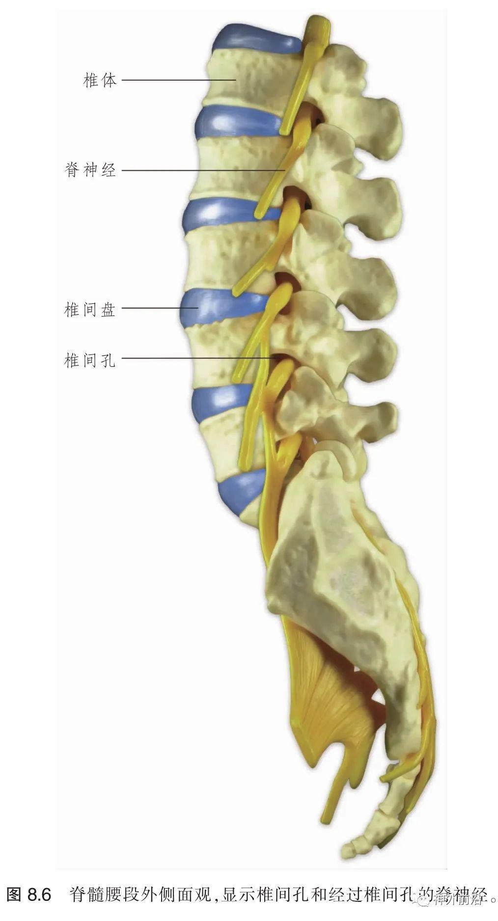 脊髓和脊神经模式图图片