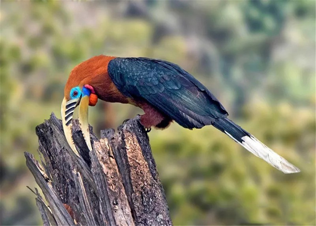 原创墨脱发现棕颈犀鸟巨嘴约占身体13雌鸟负责孵卵雄鸟外去觅食