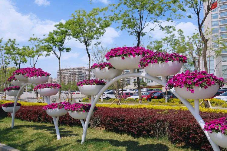 开先大道花卉造型双山大街矮牵牛娇艳欲滴唐王山路与赭山大街东南角