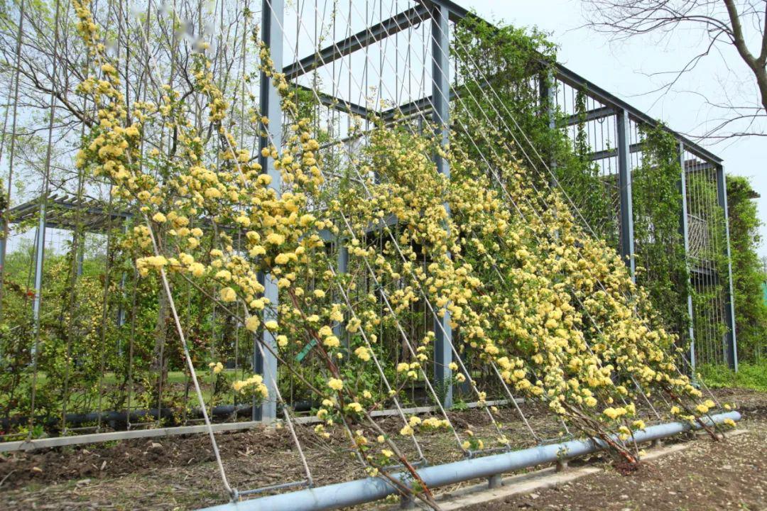 又一网红花开了海量图片带你在线赏花