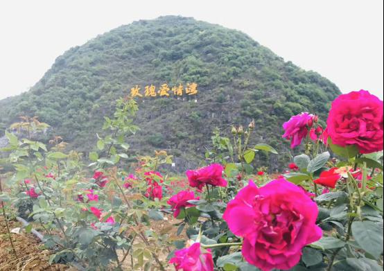 走进玫瑰爱情湾二