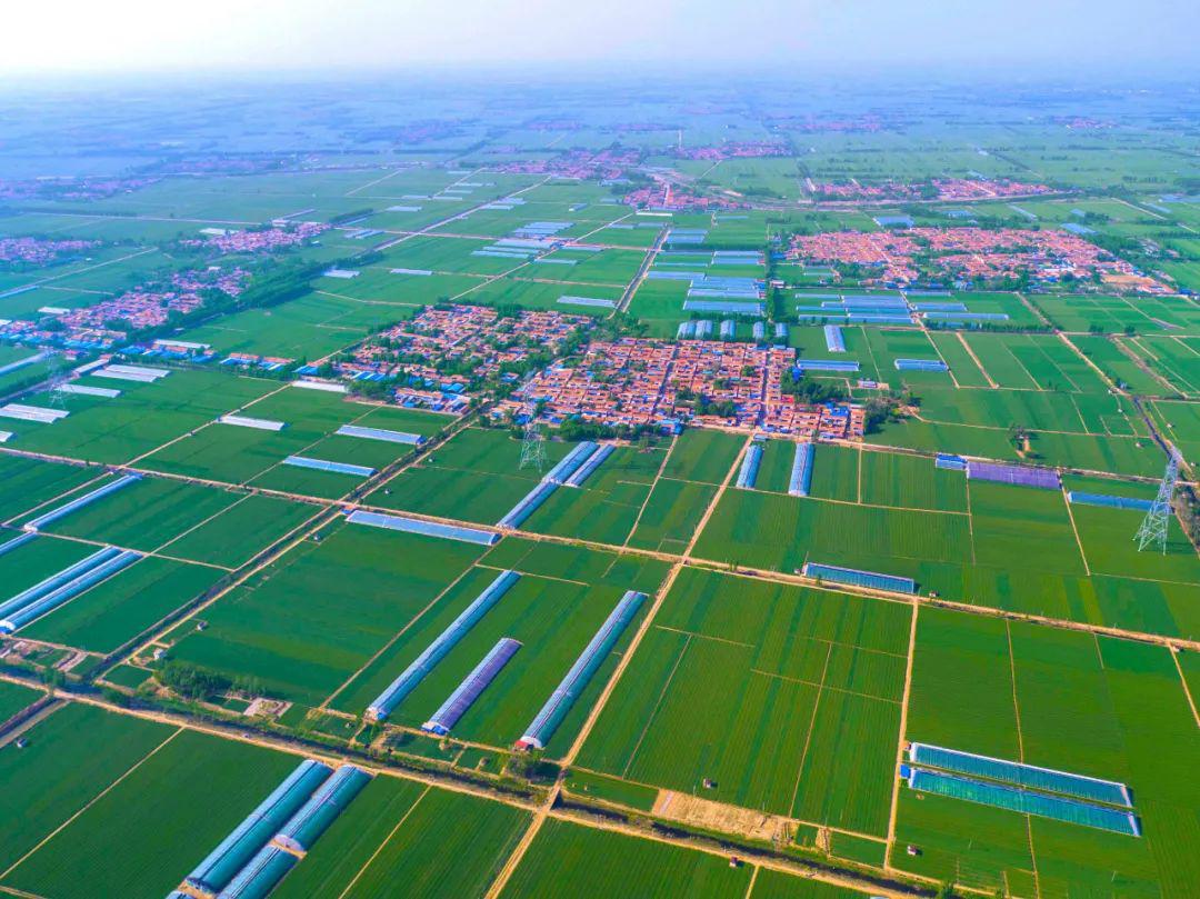 航拍商河县白桥镇7万亩蒜田百米高空一起云观赏