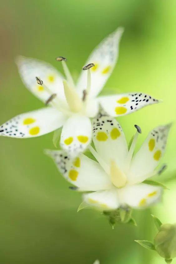 最美蘭花邀君共賞