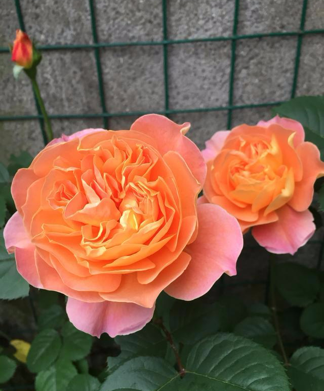 大花藤本月季印象派花朵硕大香味温和居家盆栽之首选