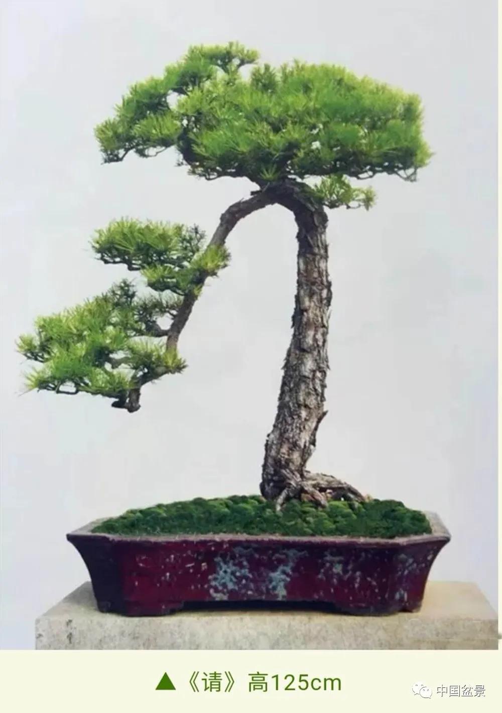 在乎简喻一一韩学年山松盆景单字命题的意象