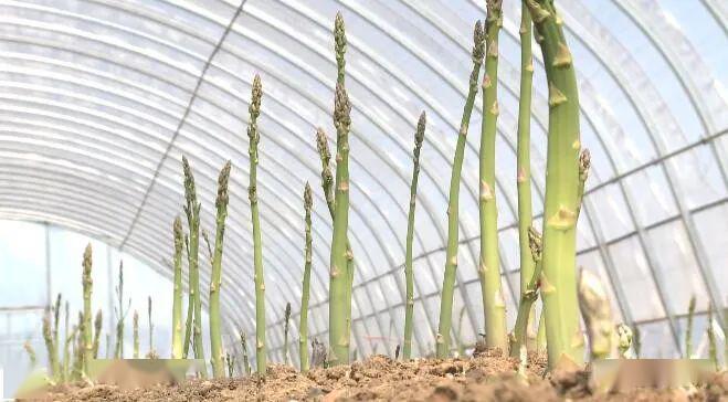 闯新路芦笋落户寒地黑土极境寒养再添新物产