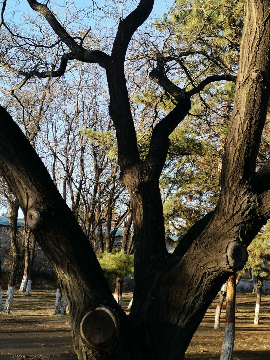 专栏诗人一棵树一树秋韵外一首文李振全河北