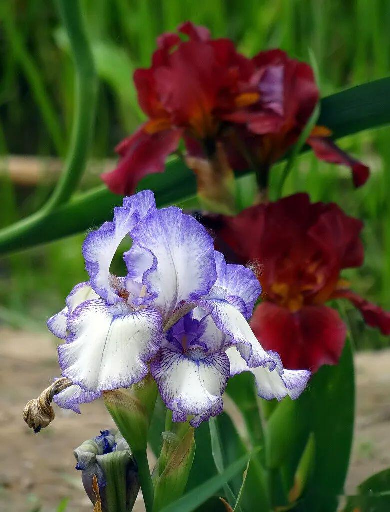 鸢尾飘飘_鸢尾花