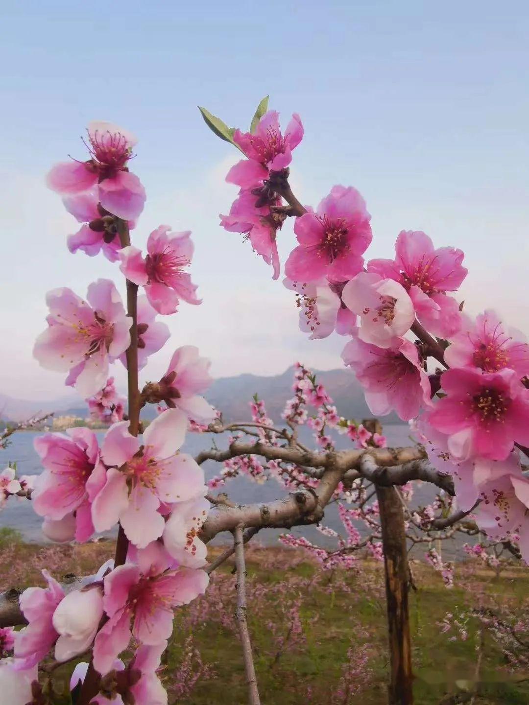 河口桃花图片