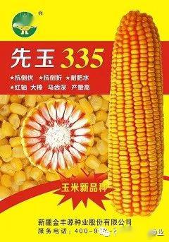 金丰捷703玉米品种简介图片