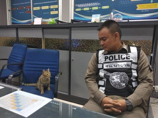 泰国警方逮捕小猫各国网友纷纷p图最后竟发现入狱可能是假的
