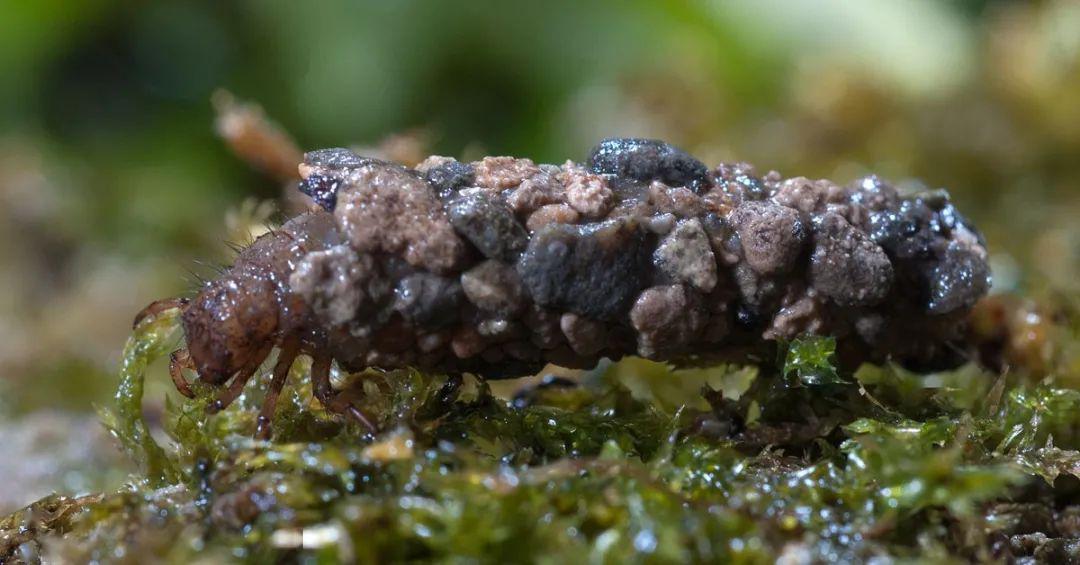 石蛾幼虫又叫石蚕,被列为水质指标生物"三巨头"之一 | 图片来源:gm