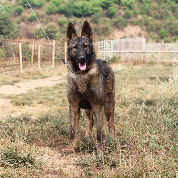 昆明犬成为优秀的军,警用犬,是因为它有这么多优点?