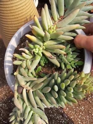 多肉植物象牙玉缀