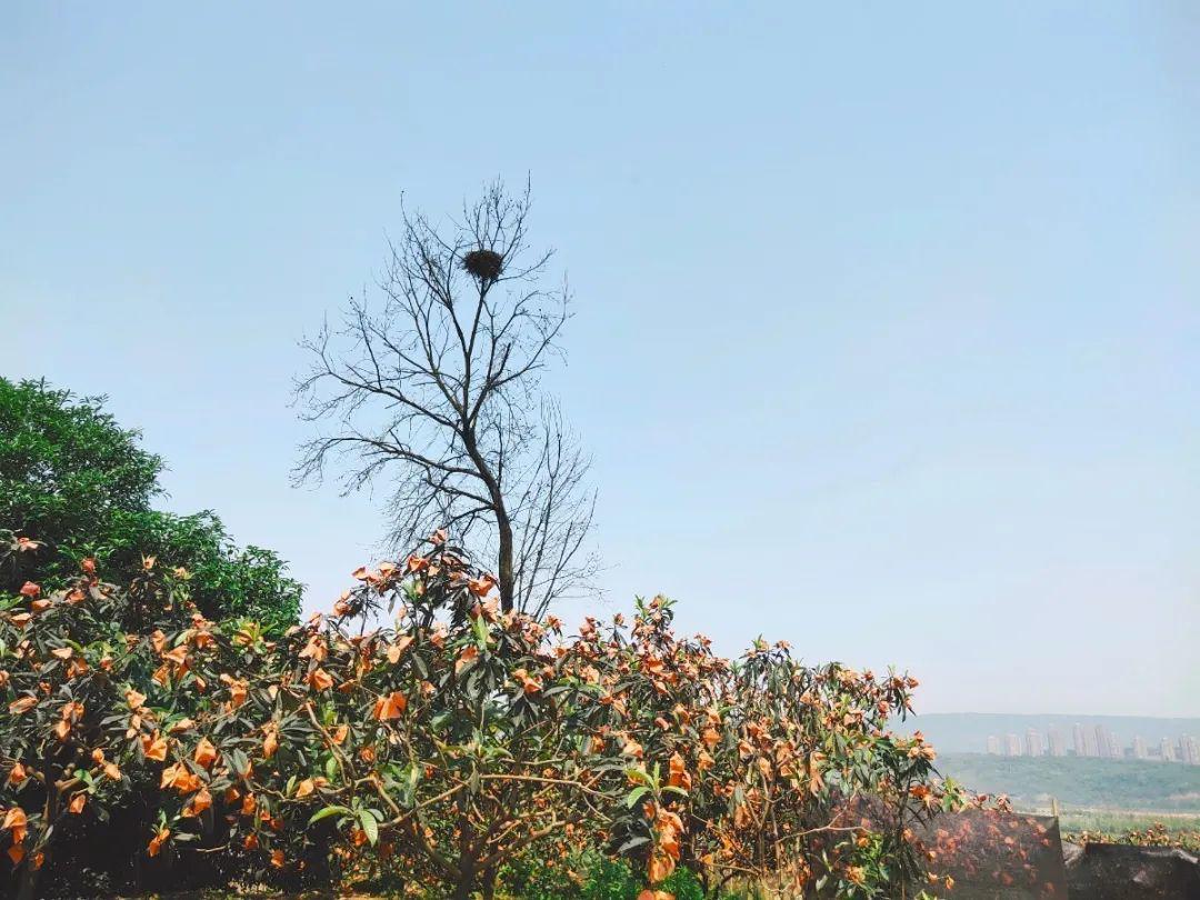 五一假期广阳枇杷正当时现摘现吃好味道