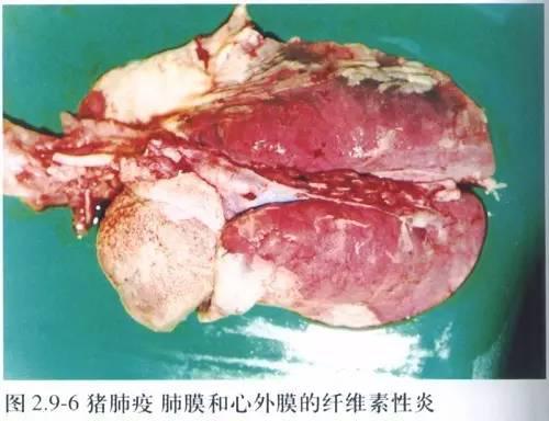 猪肺门淋巴结位置图片图片